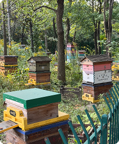 Beehive field context and nectar plant environment